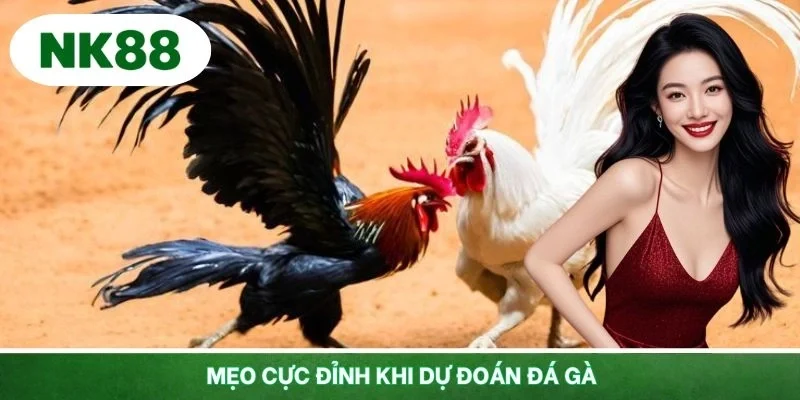 Nắm bắt các mẹo cực đỉnh khi dự đoán đá gà